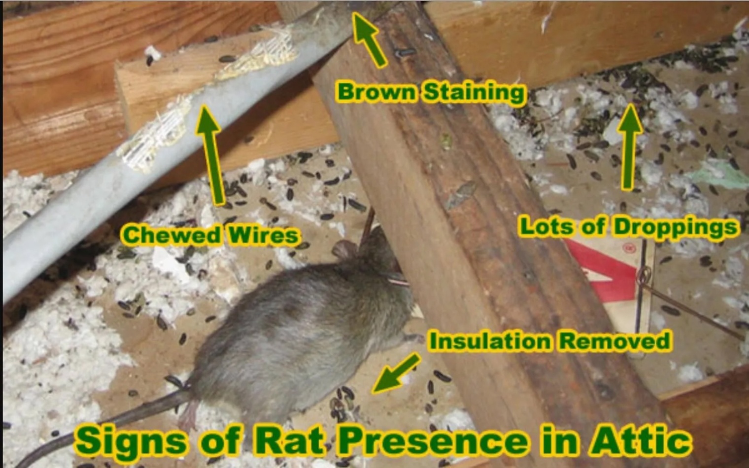 Signs of rat presence in attic