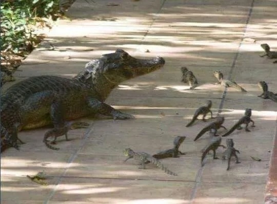 Expert alligator capture and removal