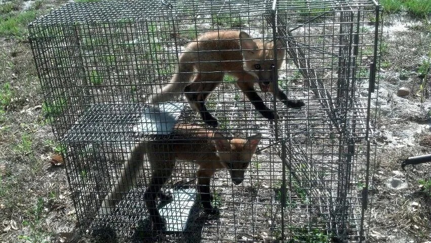 Bobcat trapping