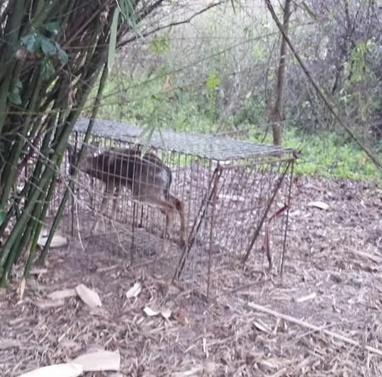 Deer capture
