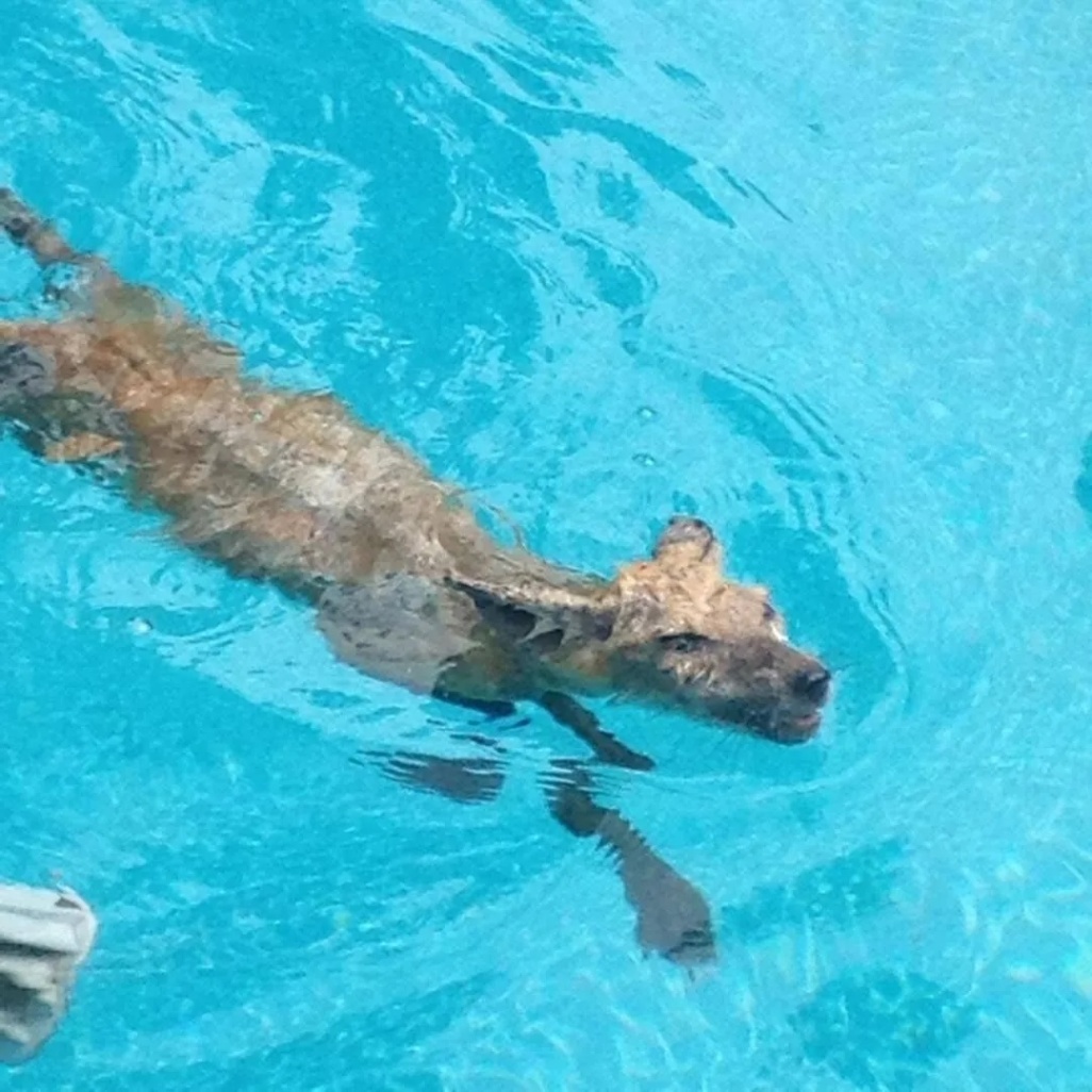 We can handle wildlife in your pool