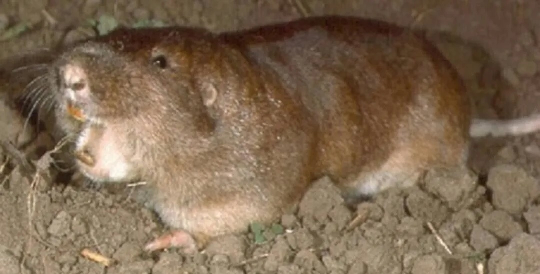 Rodent removal