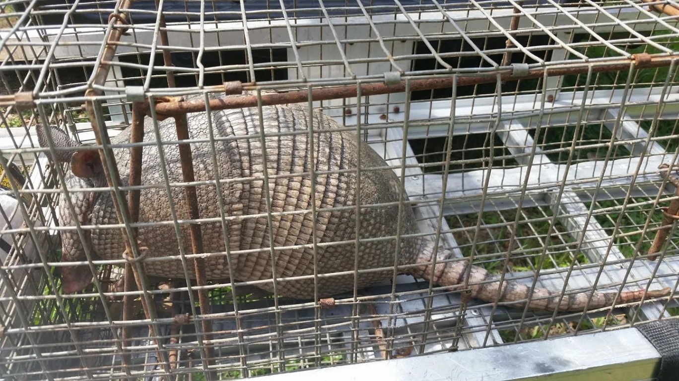 Armadillo trapping and removal