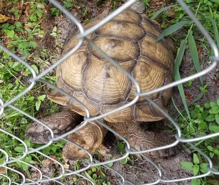 Turtles