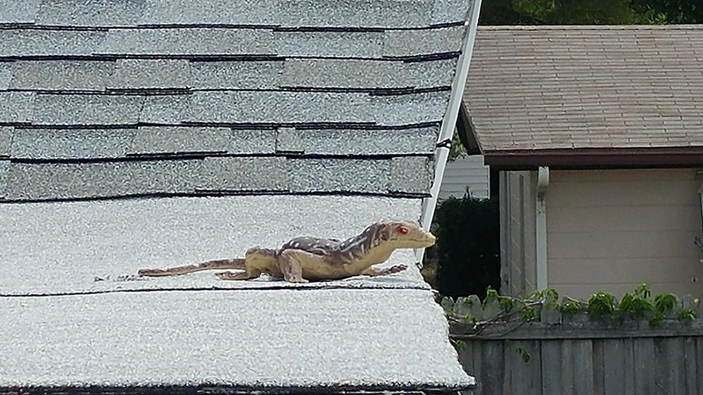 Lizard capture and removal