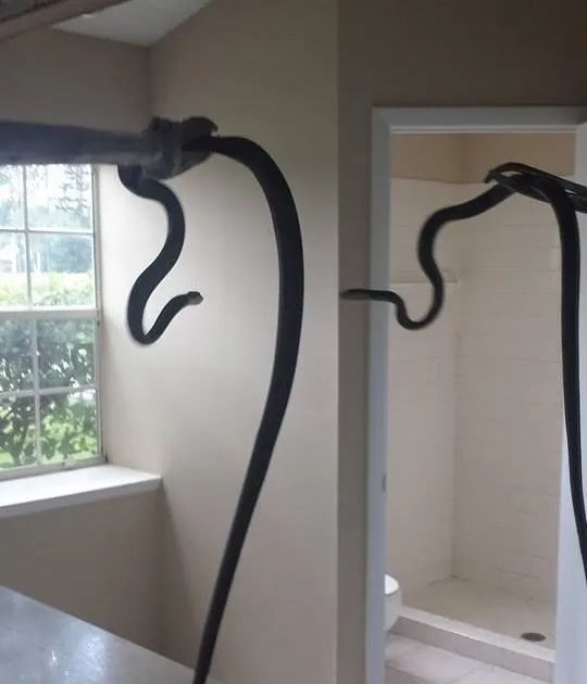 Snake removal
