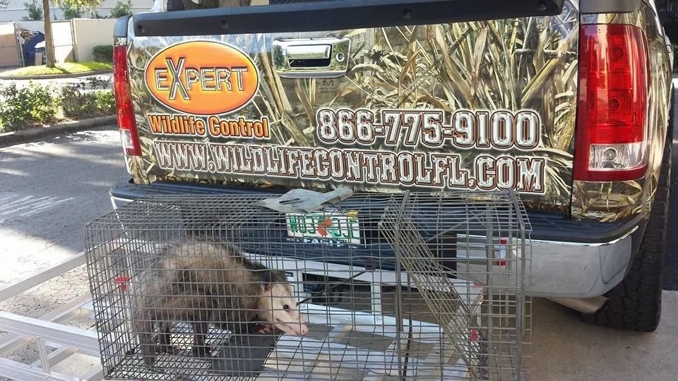 Expert Wildlife Control