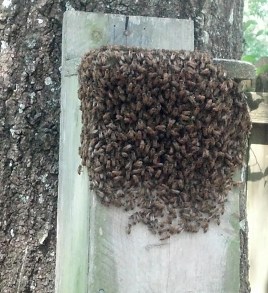 Call us if bees are a problem