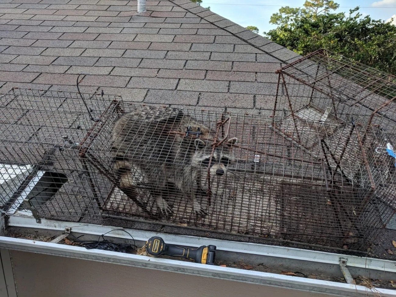 Raccoon trapping
