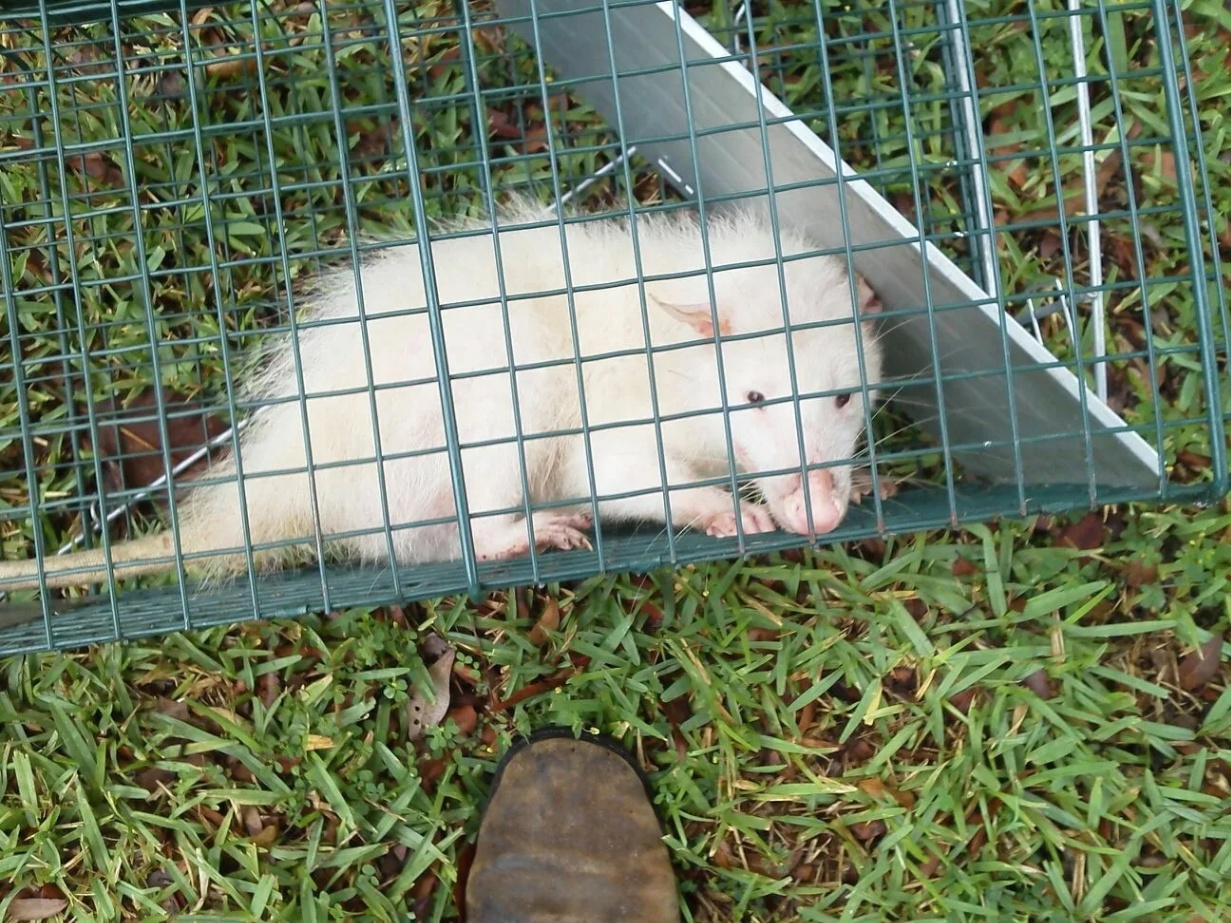 Rodent capture and removal